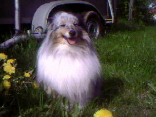 Sheltie Pferdeliebhaber Effie, 8 Jahre