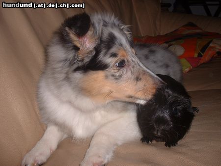 Sheltie