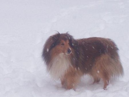 Sheltie Ricky vom Grimmenstein im SchneegestÃ¶ber