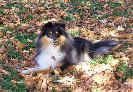 Sheltie Francis vom Schäferstolz genannt Trixi