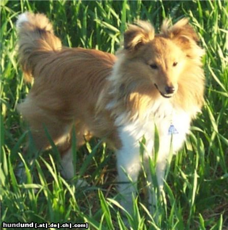 Sheltie Romeo