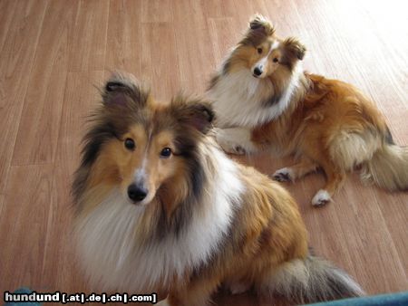 Sheltie Sunko und Jo-Lee