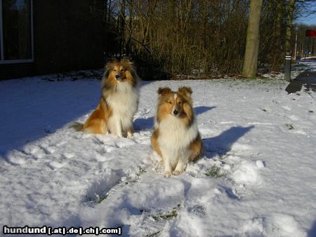 Sheltie Sunko und Jo-Lee im Schnee