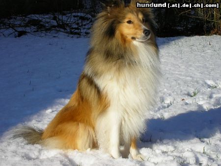 Sheltie Sunko im Schnee