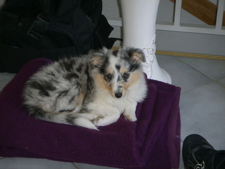 Sheltie Urmel 8 Wochen alt