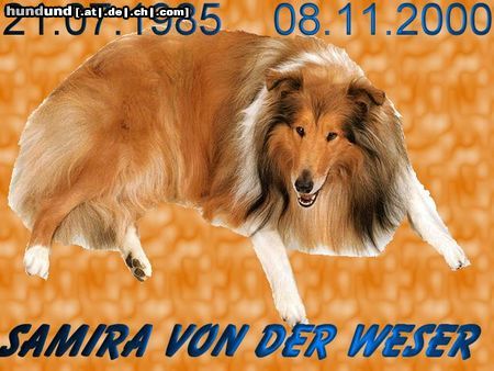 Sheltie Das war unsere Samira von der weser.