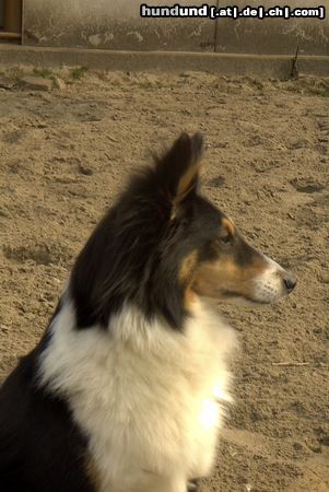 Sheltie Sharin vom Insulaner