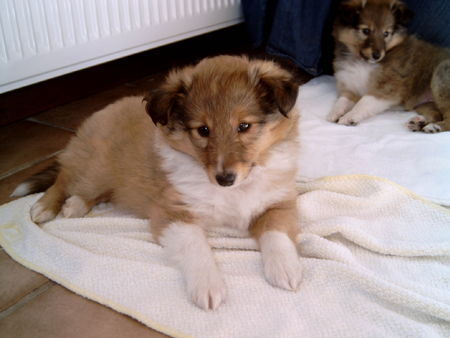 Sheltie Snoopy, 7 Wochen