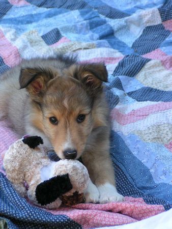 Sheltie Sehe ich so aus als könne ich ein Wässerchen trüben ?