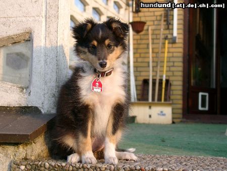 Sheltie Toxica vom Olymp mit 11 Wochen