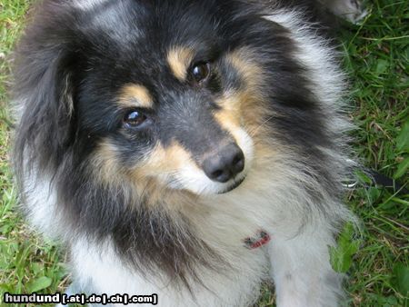 Sheltie Carli