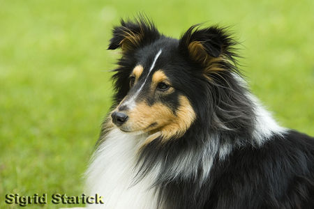 Sheltie Tricolour Sheltie