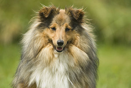 Sheltie Catinka