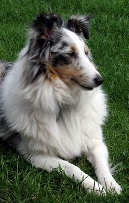 Sheltie Shelties von der Oberalster