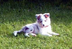 Sheltie Amy daskleine Sheltiemädchen