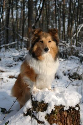 Sheltie Glenmeadow Angelic Anij im Schnee