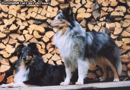 Sheltie Highlander und Logan of Summergarden