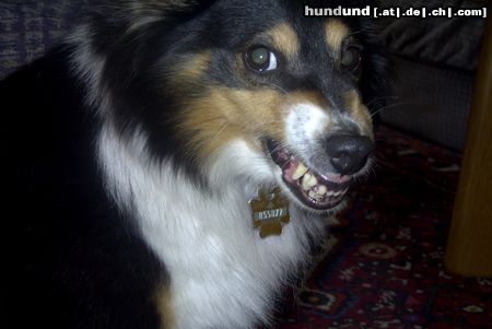 Sheltie Sharin vom Insulaner