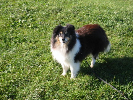 Sheltie Mein süßer Carli