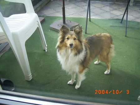 Sheltie Sheltie oder Collie