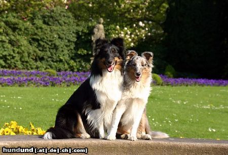 Sheltie Choice und Kanji