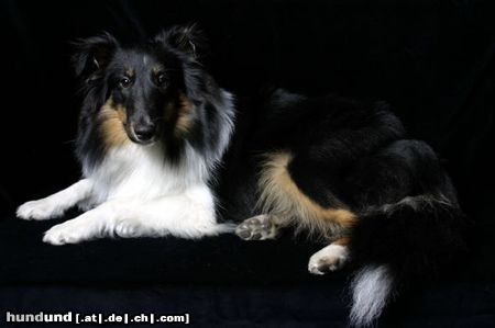 Sheltie Charmed Choice from a Beloved Home