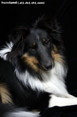 Sheltie Charmed Choice from a Beloved Home