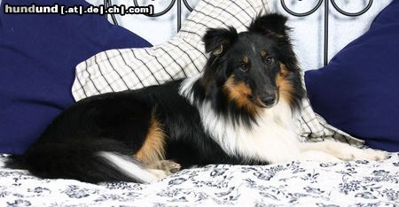 Sheltie Charmed Choice from a Beloved Home