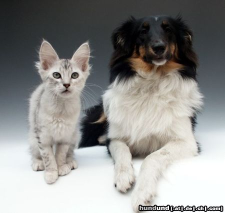 Sheltie Türkisch Angora Katzenmädchen 