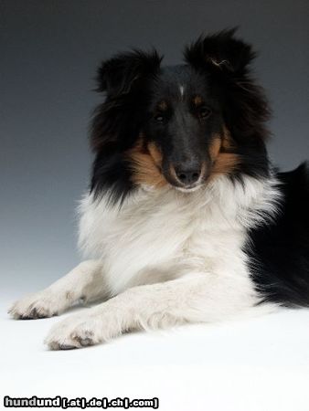 Sheltie Charmed Choice from a Beloved Home