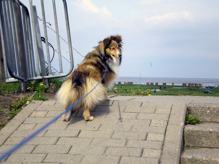 Sheltie Ayla in Dorum