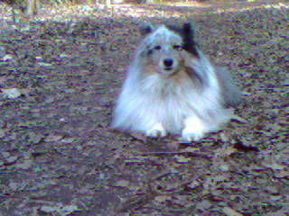 Sheltie Weltmeister im lange Gassi gehen Effie, 8 Jahre