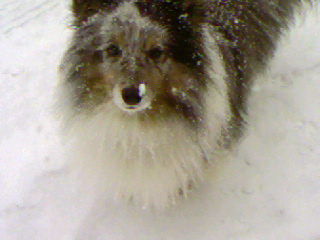 Sheltie Effie, 8 Jahre, Blue Merle