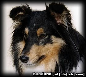 Sheltie Borderline Country Elsa Black