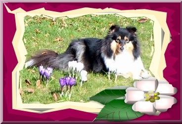 Sheltie Toxica genießt den Frühling