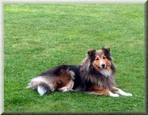 Sheltie Gina