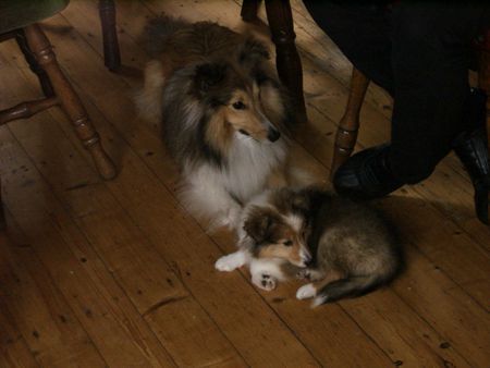 Sheltie Sunko und Jo-Lee