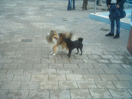 Sheltie Sunko 3,5 Jahre mit Freund