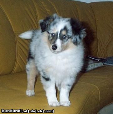 Sheltie Holly Hope vom Stromberger Land