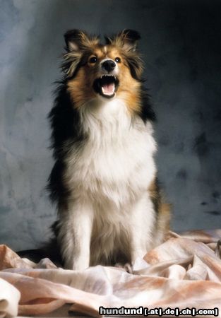 Sheltie Jana