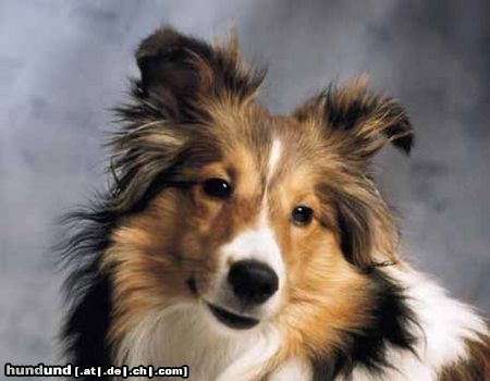 Sheltie Jana