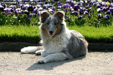 Sheltie Kanji, 5 Monate