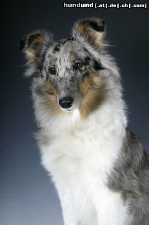 Sheltie Kanji, 5 Monate