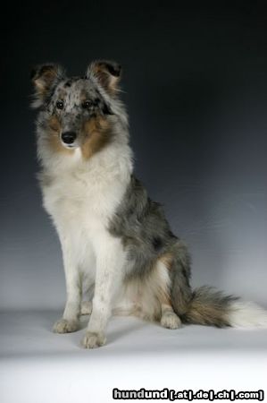 Sheltie Kanji, 5 Monate