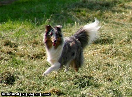 Sheltie Ekanji from a Beloved Home