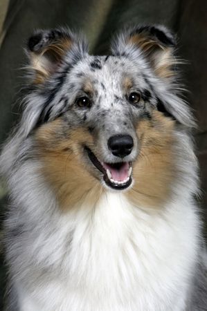 Sheltie Ekanji from a Beloved Home