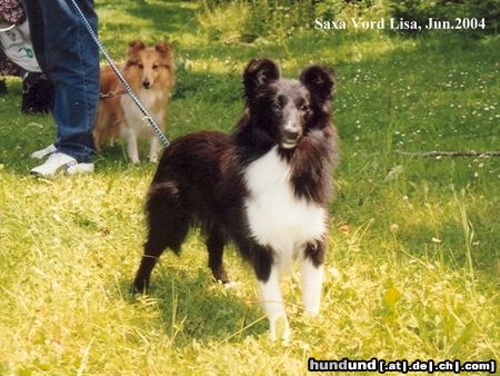 Sheltie Lisa