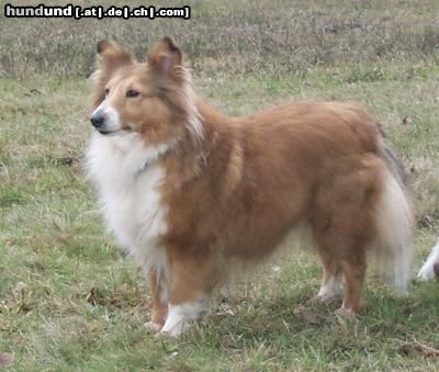 Sheltie Lucy, die Alpha-Dame im Rudel der STL-Shelties