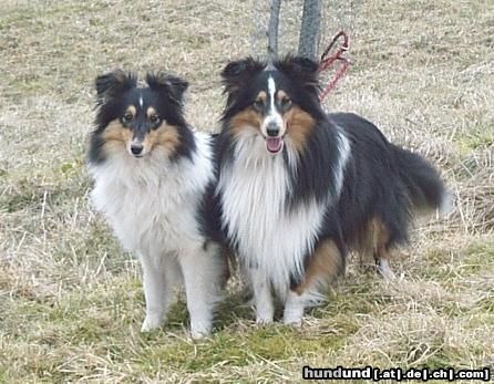 Sheltie Kimba und Momo, 2 meiner Shelties sind hier zu sehen