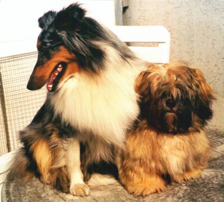 Sheltie Merlin und sein Kumpel Datschi, ein Lhasa